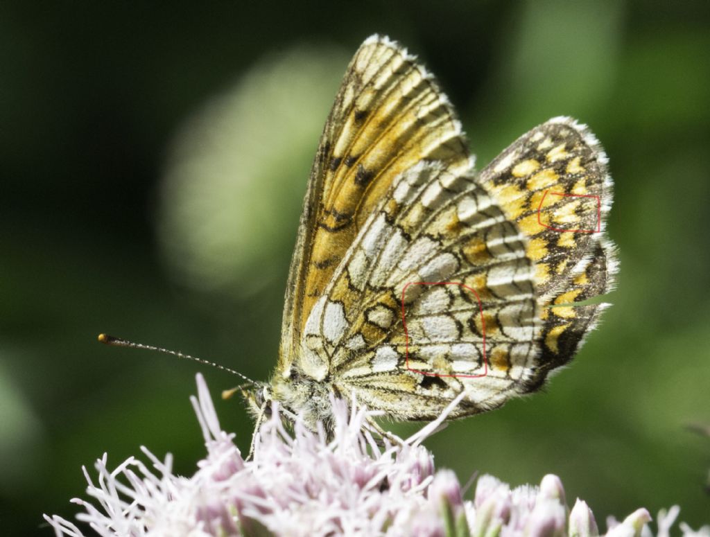 Melitaea celadussa?   S !